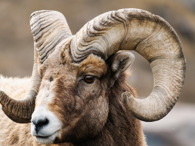 Bighorn Sheep Hunts