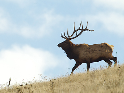 Elk Hunts