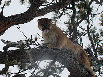 Lion Hunts