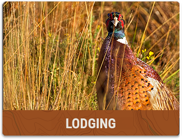 Lodging