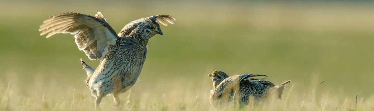 Birds at Montana Outfitting Company